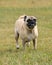 A happy fawn colored Pug named Mannix