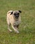 A happy fawn colored Pug named Mannix