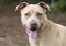 Happy fawn Pitbull Terrier dog panting