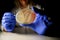 Happy Female Reasercher picking up colony of a red bacterial culture from agar plateinside hood in a molecular biology laboratory