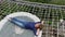 A happy female tourist lying on a hammock couch above green abyss in the mountains. Woman stretching and relaxing in