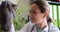 Happy female veterinarian examines kitten in clinic