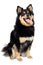 Happy Finnish Lapphund dog sitting on a white background