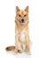 Happy Finnish Spitz on white background