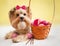 Happy fluffy dog (Yorkshire terrier) wearing pink bow. Celebrating Easter holiday. Near puppy basket.