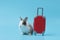 Happy fluffy rabbit traveler with luggage on blue background, adorable bunny, pet and adventure journey world travel trip