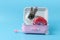 Happy fluffy rabbit traveler with luggage on blue background, adorable bunny in pink suitcase , pet and adventure journey world