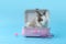 Happy fluffy rabbit traveler with luggage on blue background, adorable bunny in pink suitcase , pet and adventure journey world