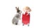 Happy fluffy rabbit traveler with red luggage and hat on white background, adorable bunny standing on hind legs, pet and adventure