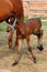 Happy foal (beside its mother)