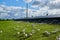 Happy and free. Shot of a flock of chickens gracefully walking around on a green grass field outside on a farm.