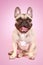 Happy French bulldog