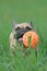 Happy French Bulldog dog playing fetch with orange ball while running through grass