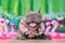 Happy French Bulldog dog with tropical flower garlands and rubber toy flamingos