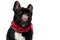 Happy French Bulldog puppy wearing bandana and liking its nose