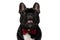 Happy French Bulldog puppy wearing bowtie and panting