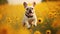 happy French bulldog running in the field of daisies