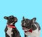 Happy French bulldogs wearing bowtie and collar