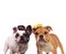 happy french end english bulldogs wearing costumes standing together