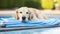 Happy friendly Golden retriever dog lies under soft terry plaid at home after bathing