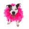 Happy Friendly Pit Bull Wearing Feather Boa