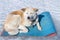 A happy frozen Japanese Akita Inu in the hike on the rug on ice of lake Baikal.