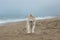 happy and funny Beige and white Siberian Husky dog running on the beach at seaside