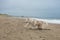 happy and funny Beige and white Siberian Husky dog running on the beach at seaside