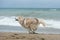 happy and funny Beige and white Siberian Husky dog running on the beach at seaside