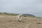 happy and funny Beige and white Siberian Husky dog running on the beach at seaside