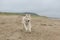 happy and funny Beige and white Siberian Husky dog running on the beach at seaside