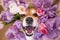 Happy funny corgi dog with open mouth peeks out in tulips. spring flower background