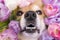 Happy funny corgi dog with wet nosw peeks out in tulips. spring flower pink and purple background. close up