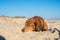 Happy funny dog, screwing up his eyes, sweetly sleeps on the beach