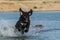 Happy funny portrait of Portugal water dog in water.