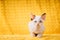 Happy Funny Small Little White Devon Rex Kitten Kitty Posing On Yellow Plaid Background. Short-haired Cat Of English