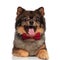 Happy gentleman brown pomeranian pants while lying