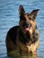 Happy german shepherd dog playing in the sea