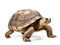 Happy Giant tortoise on white