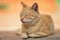 Happy ginger cat rest outdoor, relaxation domestic animals