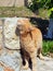 Happy Ginger Cat Rubbing Against Stone Wall
