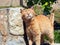 Happy Ginger Cat Rubbing Against Stone Wall