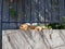 Happy Ginger Cat Sleeping on Garden Wall