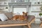 Happy ginger mixed breed dog in luxurious bright colors classic style bedroom