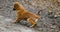 Happy ginger puppy lies on the asphalt and looks attentively to the side on the street. Cute dog playing outdoors at a