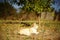 Happy ginger white cat rest in sunny summer garden