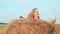 Happy girl lying on haystack at harvesting field. Cheerful teenager girl relaxing on hay stack on countryside field