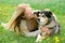 Happy Girl Outside PLaying With German Shepherd Dog