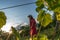 Happy girl in red dress working with rakes in the vineyard, blue sky on the background, people and garden concept