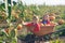 Happy girls sitting inside wheelbarrow at field pumpkin patch